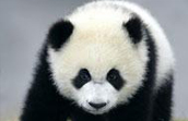 In pursuit of Pandas