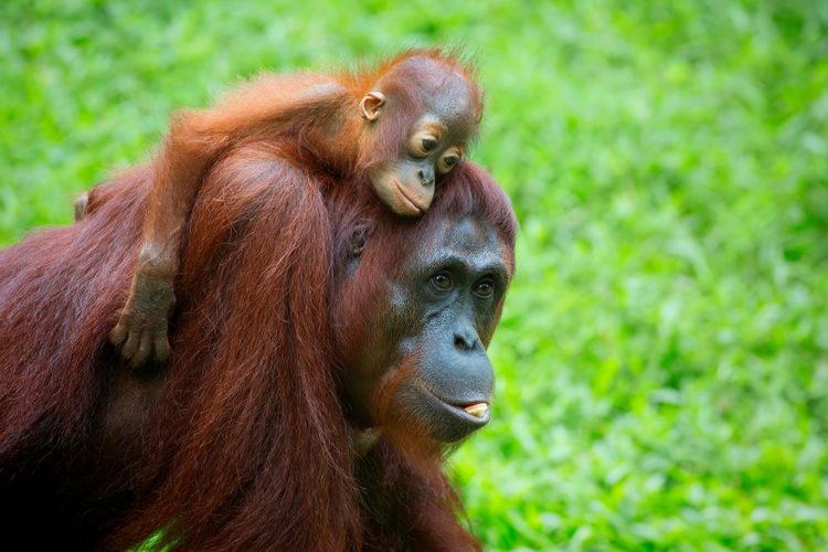 Malaysia, Borneo & Singapore