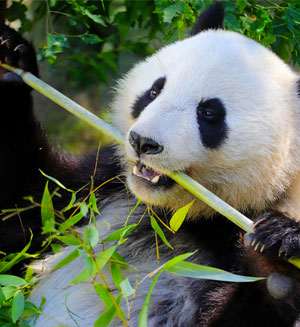 Panda bear